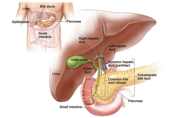 Hepatobiliary Surgery
