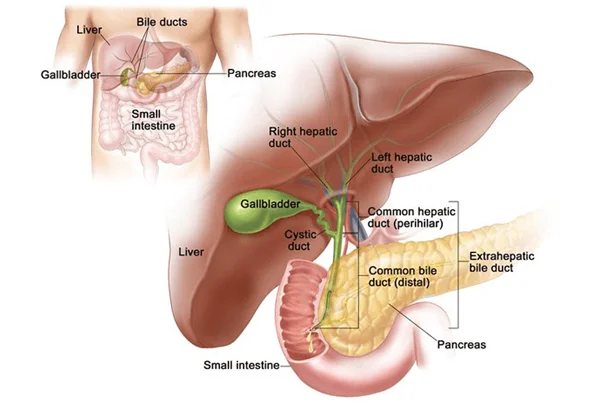 Hepatobiliary Surgery